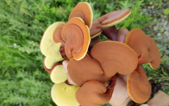 泰山靈芝為什么被稱為國藥？