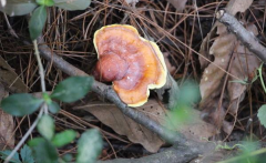 靈芝菌種對一味成方靈芝孢子粉品質的影響