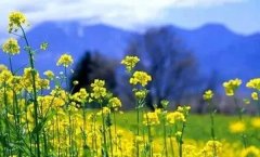 春季哮喘“糾纏”,靈芝孢子粉來拯救