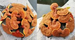 還有人不知道靈芝和靈芝孢子粉如何保存?