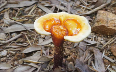 一味成方靈芝基地選址泰山深山桃花峪