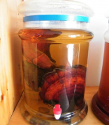 靈芝怎么吃——靈芝泡白酒
