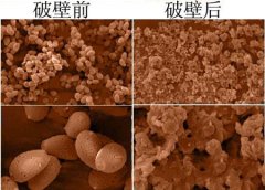 關(guān)于靈芝孢子粉破壁的那些事兒